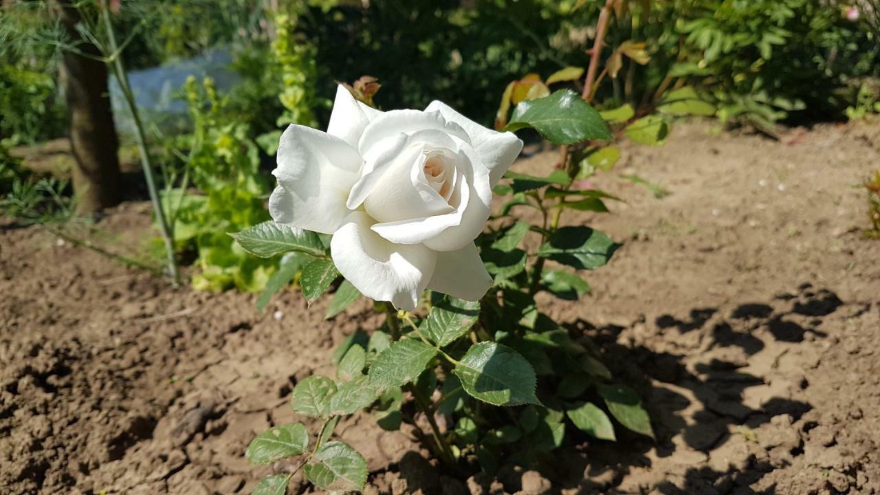 Pensiunea Victoria Mangalya Dış mekan fotoğraf